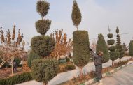 عملیات گسترده فضای سبز شهرداری پیشوا در حفظ و حراست از درختان